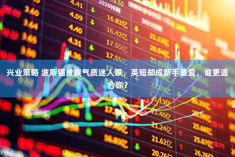 兴业策略 波斯猫贵族气质迷人眼，英短却成新手最爱，谁更适合你？